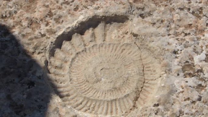 西班牙史前化石菊石Torcal de Antequera的足迹
