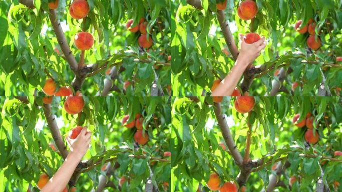 从桃树上采摘成熟的桃子。