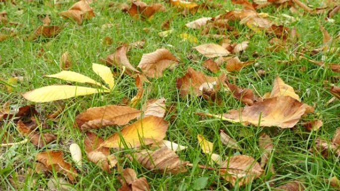 公园里五颜六色的秋叶。保加利亚布尔加斯，绿草自然背景上的落叶。