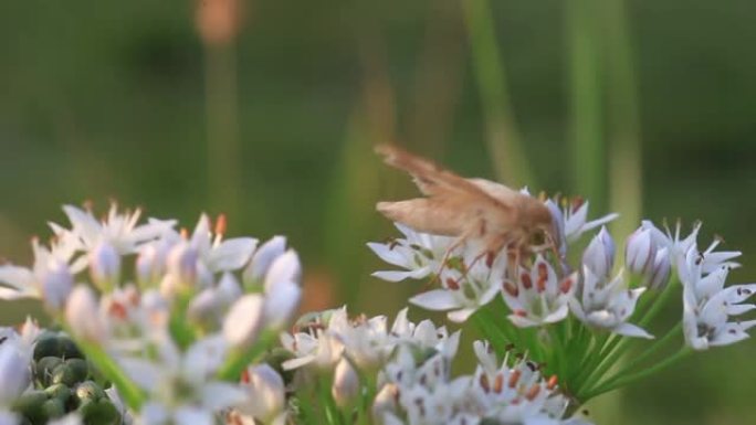 蛾从洋葱花中收集花蜜