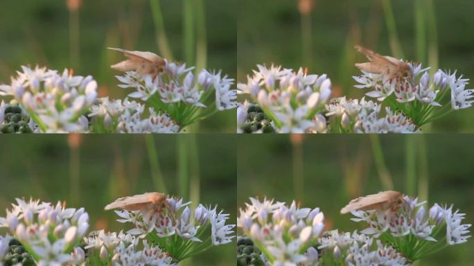 蛾从洋葱花中收集花蜜