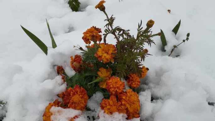 万寿菊在雪地里开花，初雪。