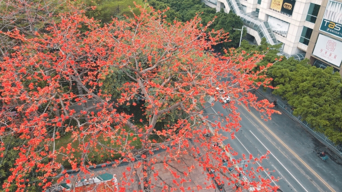 （4K)广州木棉花航拍3