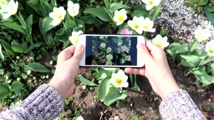 一个十几岁的男孩在春天的花园里使用他的智能手机制作郁金香花的视频或照片