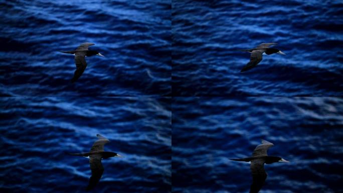 飞行中的鸟海鸥