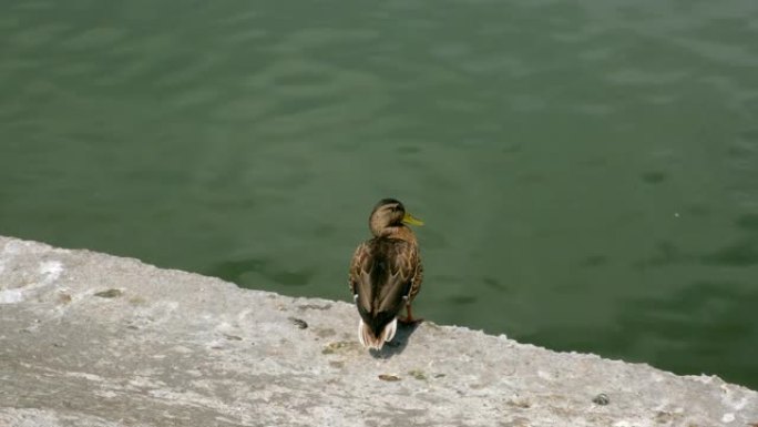 野生鸟类在它们的栖息地。鸭子在湖上游泳的运动。漂浮的鸟。一群鸭子在池塘的灌木丛中游泳