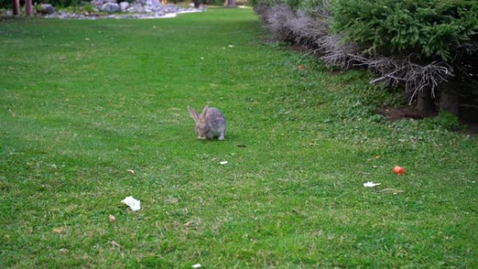 灰兔跳到食物上