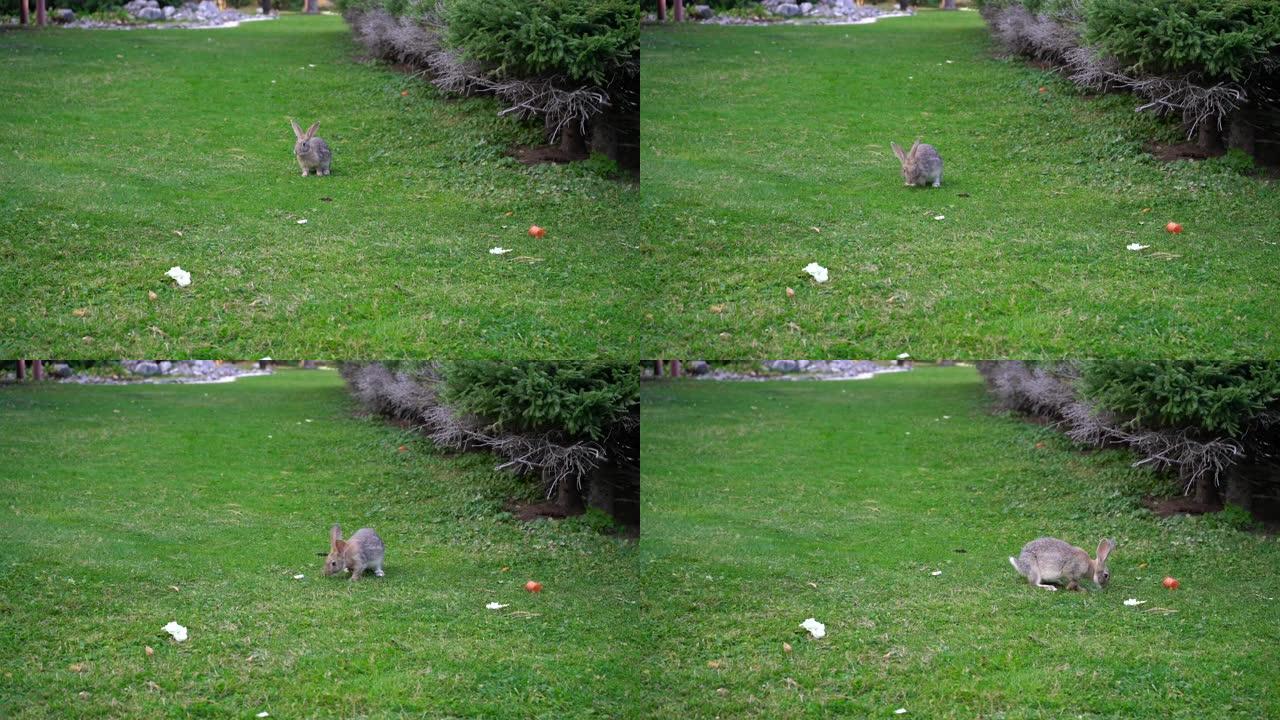 灰兔跳到食物上