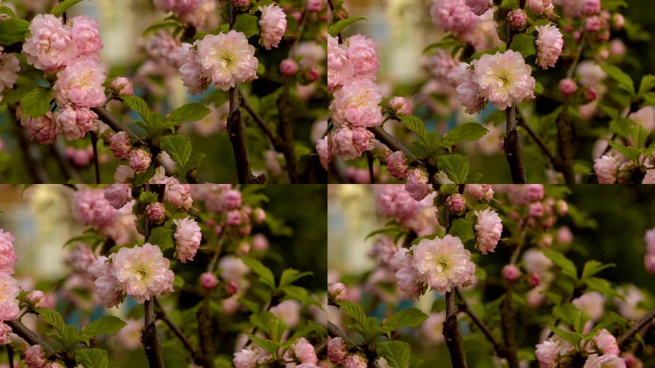 樱桃枝开花丰富，宏观4K