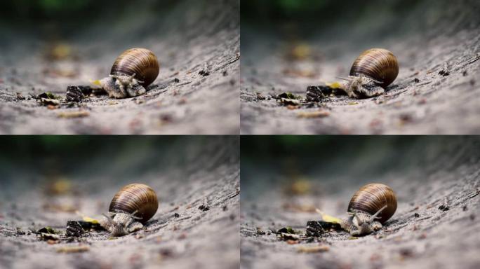 特写蜗牛在石渠中爬行