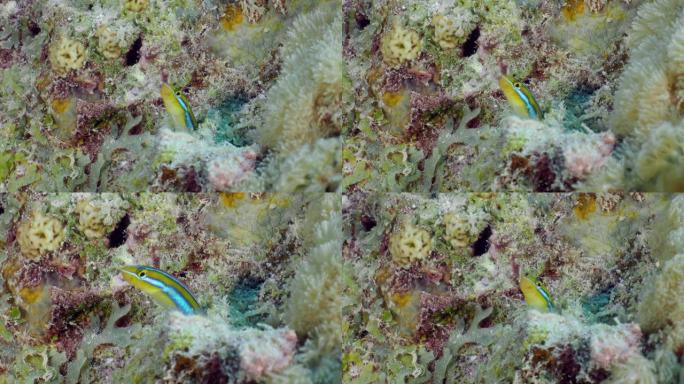 小珊瑚鱼细长剑齿纹特写