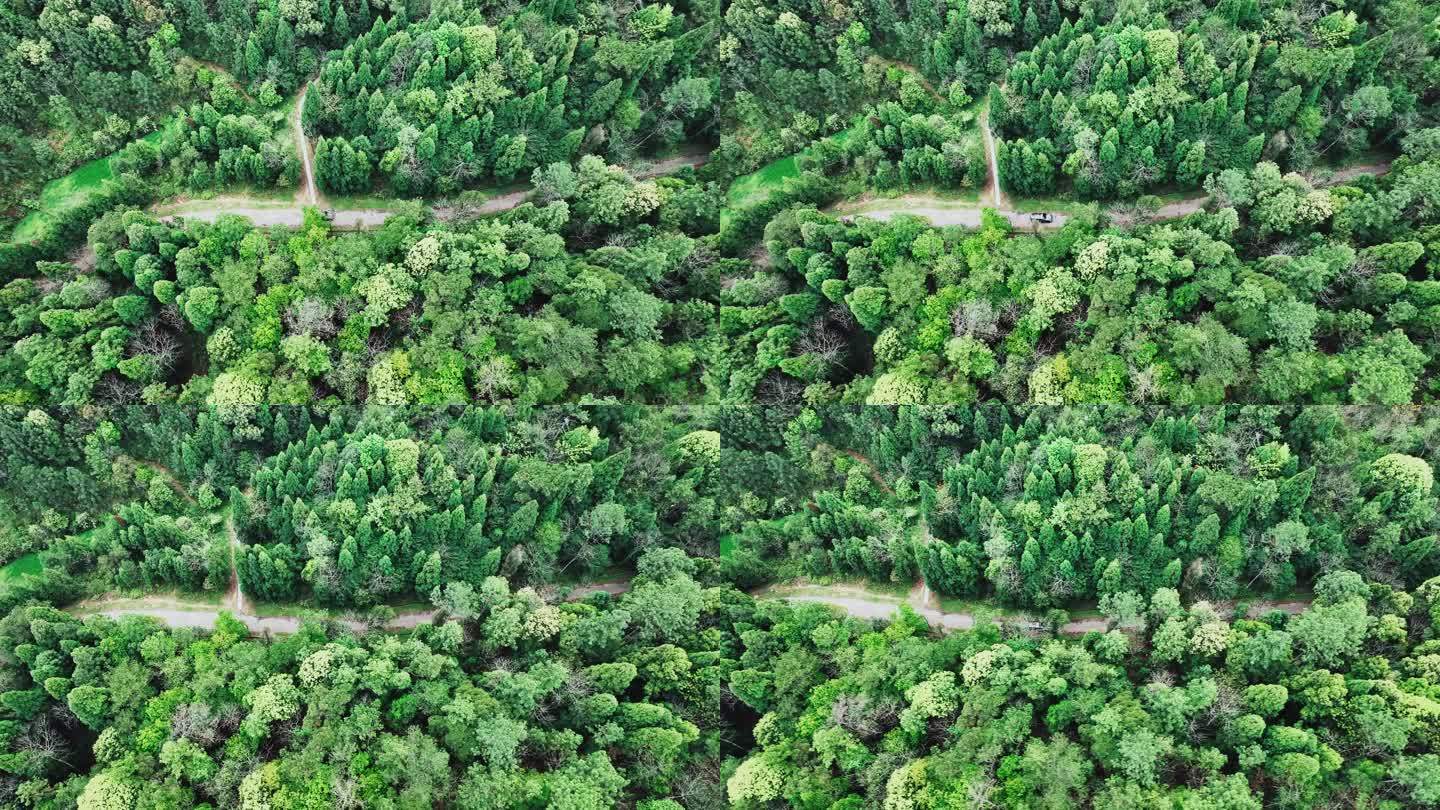 森林车辆无人机跟拍4K