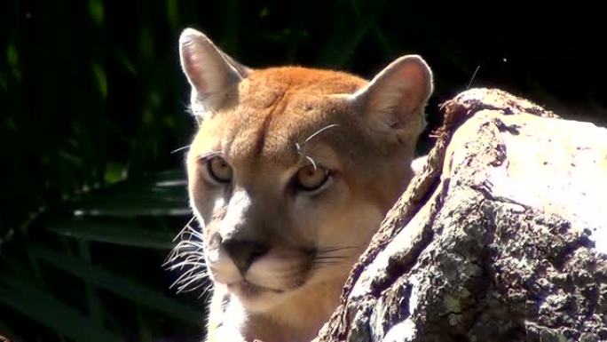 美洲狮 (Puma concolor) 头部特写。