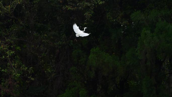 湖面飞翔的白鹭