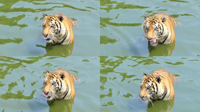 孟加拉虎在游泳。