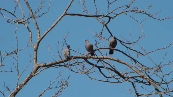 鸽子在求爱中徘徊在树枝上交配
