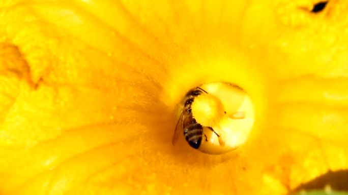 南瓜花中的蜜蜂