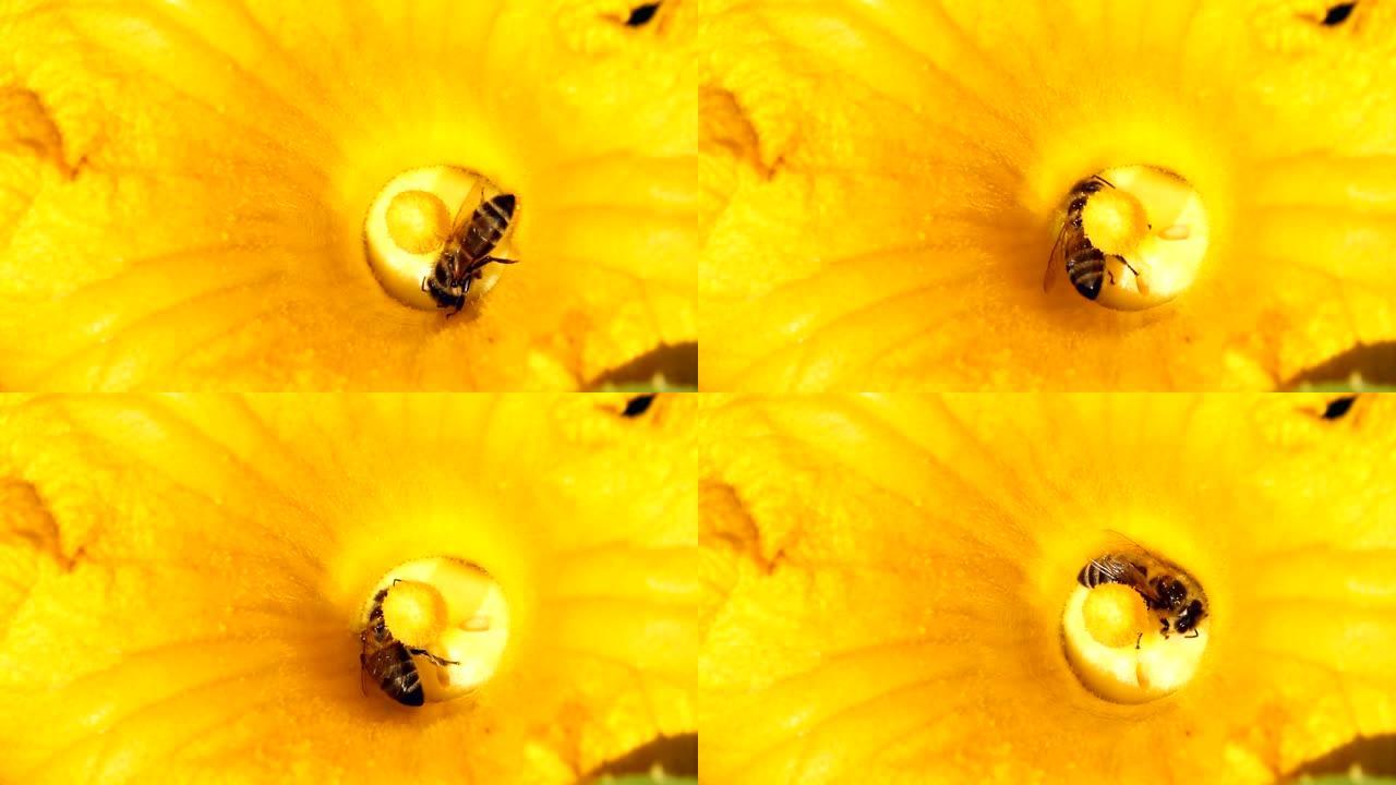 南瓜花中的蜜蜂