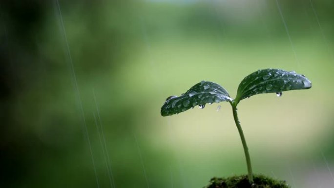 全球环境雨像中的树芽