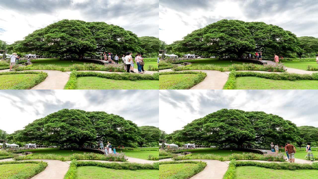 参观萨马尼亚萨曼或雨树的游客是最大的树