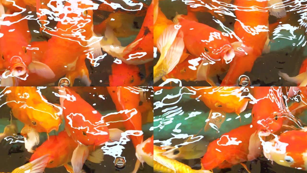 锦鲤日本花式鲤鱼游泳的慢动作