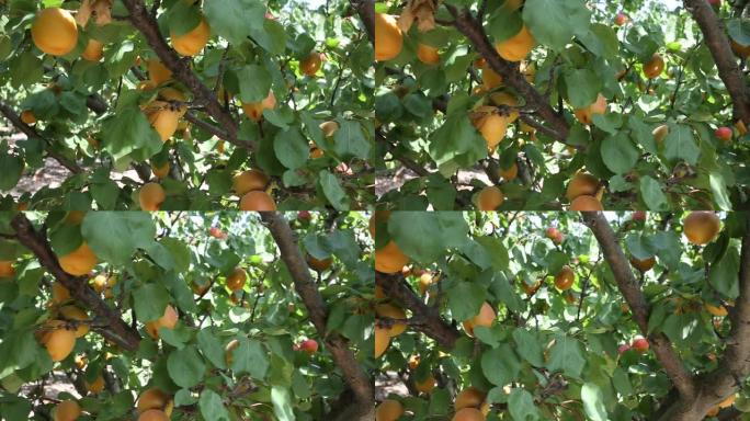 挂在树枝上的新鲜成熟杏子
