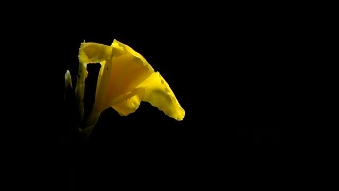 大黄色唐菖蒲在黑暗背景下的风中。切花很棒。