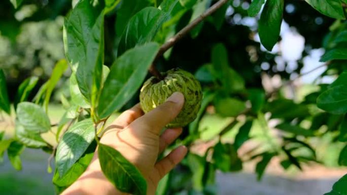 在花园里检查奶油冻苹果水果，Annona squamosa