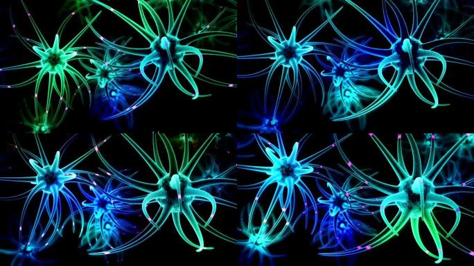 神经干细胞脑发育