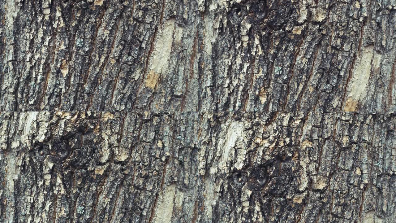 树干树皮的深色表面
