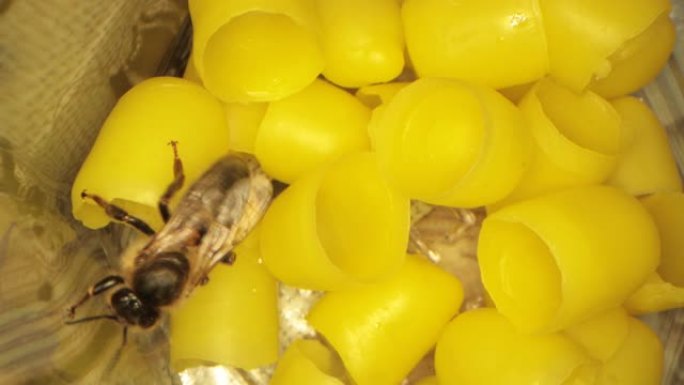 许多黄色蜂蜡用于孵化蜜蜂，框架中的飞蜂