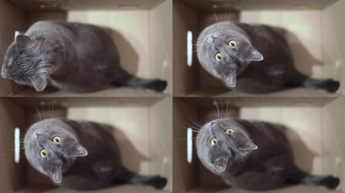 灰猫在纸板箱的游戏中兴奋不已，仰望俯视图。
