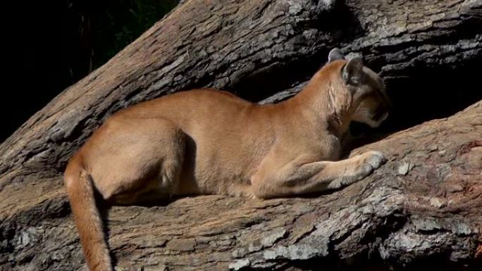 美洲狮 (Puma concolor) 靠在一个大树干上，专心地向各个方向看。