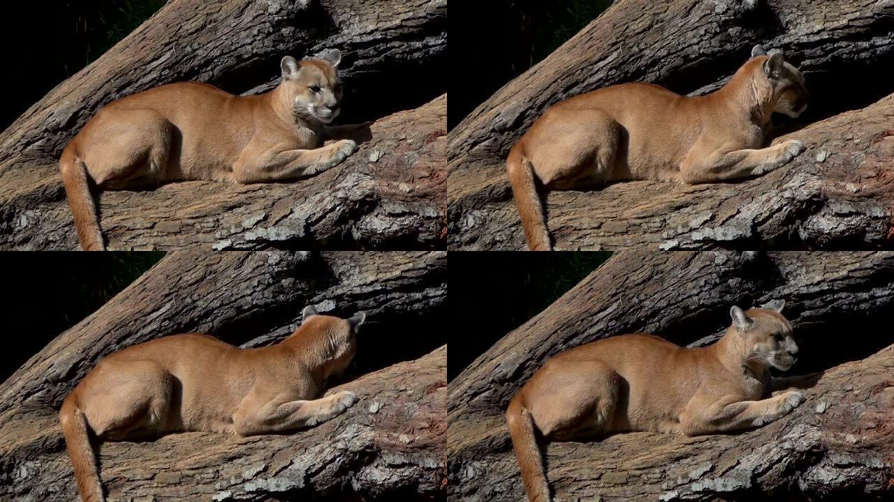 美洲狮 (Puma concolor) 靠在一个大树干上，专心地向各个方向看。