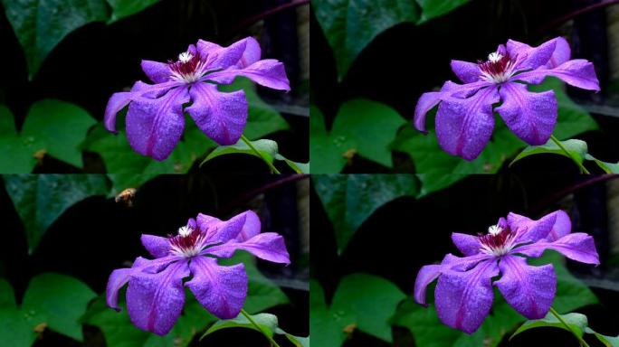 紫色铁线莲花开在花园里