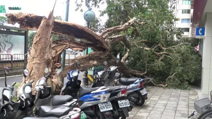 热带风暴袭击台湾后倒下的树木受损，台风Soudelor 4K