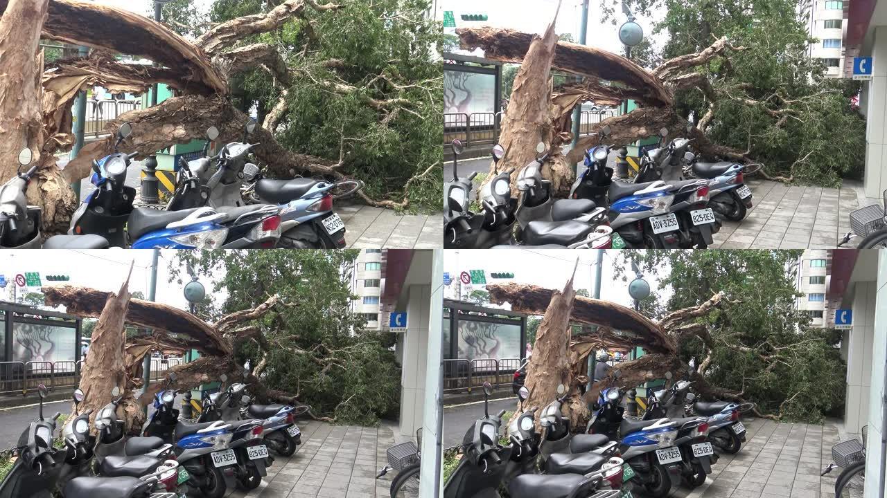 热带风暴袭击台湾后倒下的树木受损，台风Soudelor 4K