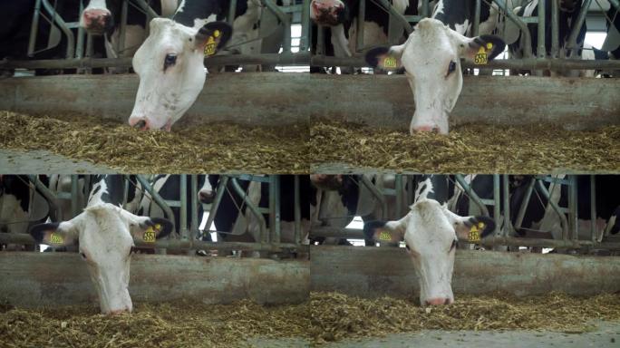 奶牛之家的奶牛-牛-牛棚动物养殖。奶牛在摊位里吃饭。乡下的牛棚。牛屋里有很多奶牛。农业