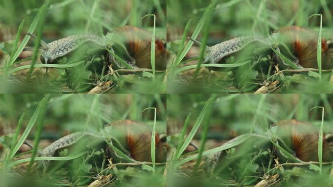 蜗牛螺旋果仁在草丛中缓慢爬行。罗马蜗牛，勃艮第蜗牛，可食用或蜗牛，是一种呼吸空气的陆地蜗牛，一种肺腹