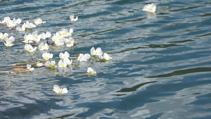 泸沽湖碧波上的“水性杨花”——波叶海菜花