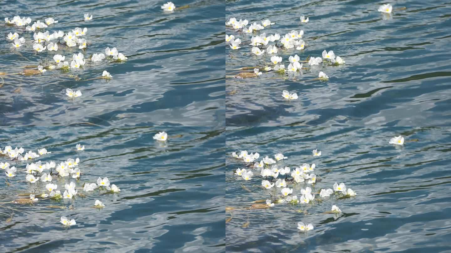 泸沽湖碧波上的“水性杨花”——波叶海菜花