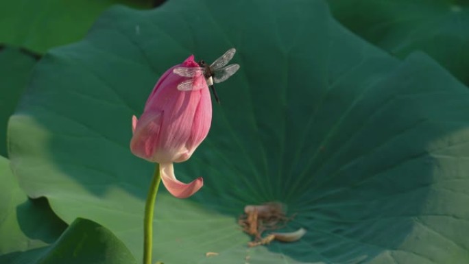 莲花芽和蜻蜓随风摇曳