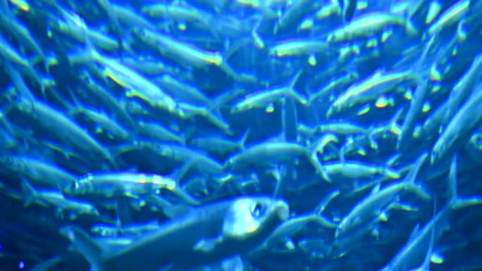 鱼在蓝水海洋中游泳，模糊运动的抽象场景