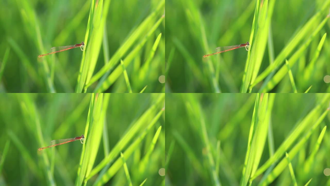 绿草上的针蜻蜓自然生活。