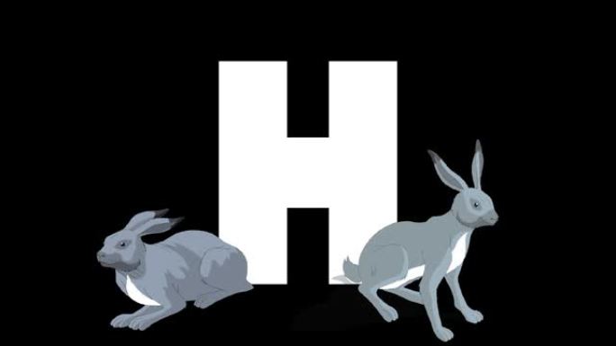 字母H和Hare在前景