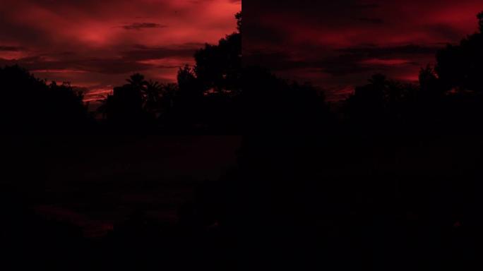 时间流逝戏剧性的金光日落。篝火映衬下的剪影树 -- 红色和太阳火焰 -- 金色的天空