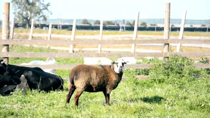 草地上的农场动物，山羊和牛