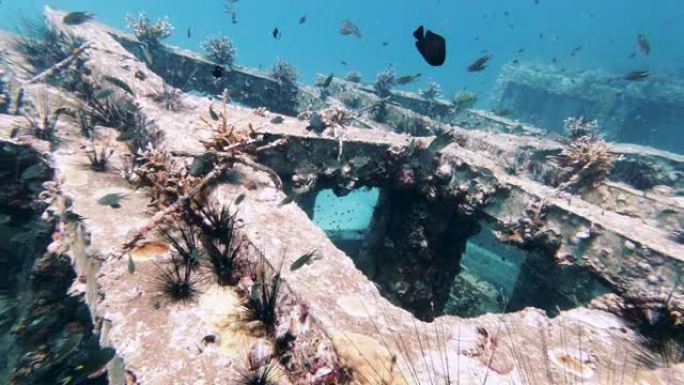 水下环境保育项目人工礁石珊瑚苗圃
