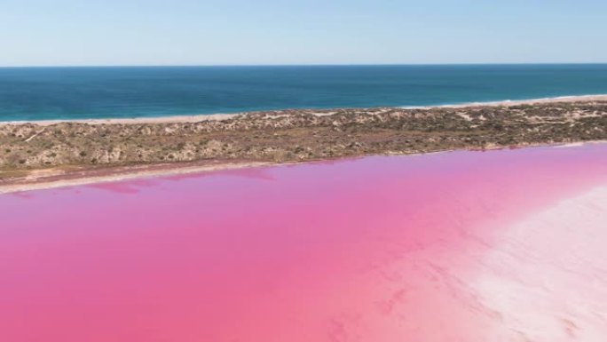 航拍: 明亮的粉红色咸水湖的镜头。赫特泻湖粉红湖。西澳大利亚州。