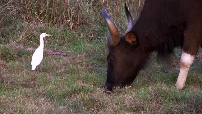 附近有白鹭的印度野牛在tadoba觅食